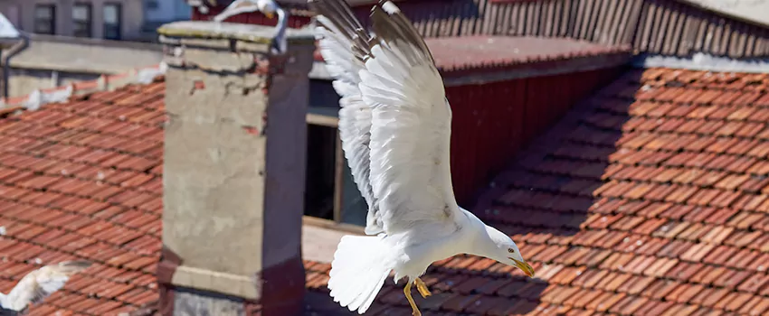 Residential Chimney Animal Removal Solution in Hopewell, VA