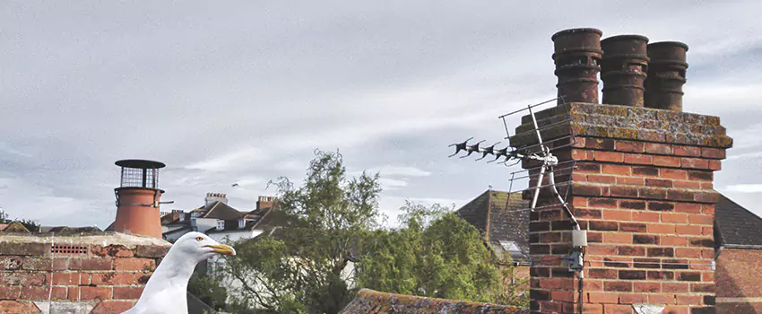 Chimney Cleaning And Restoration in Hopewell, Virginia